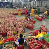Export-ready dragon fruit individually wrapped in protective plastic sleeves inside ventilated cartons.