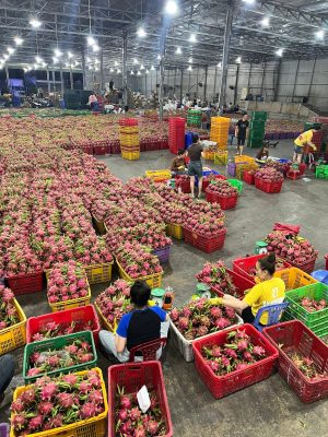 Export-ready dragon fruit individually wrapped in protective plastic sleeves inside ventilated cartons.