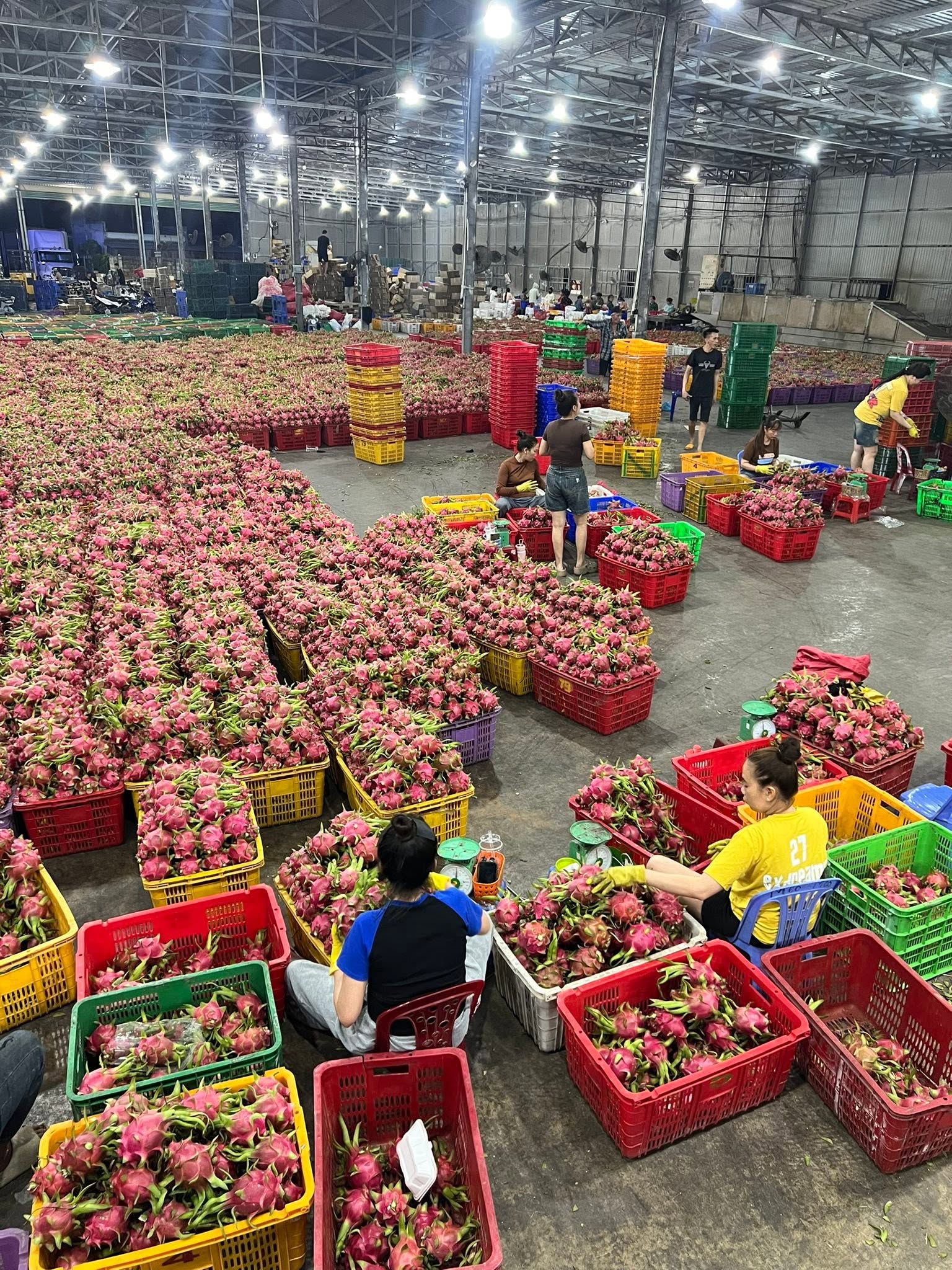 Export-ready dragon fruit individually wrapped in protective plastic sleeves inside ventilated cartons.