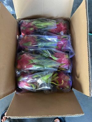 Reefer shipping container fully loaded with Neuexport dragon fruit cartons ready for global export. Premium fresh Dragon Fruit Vietnam