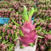 Workers sorting and grading fresh dragon fruit in a high-capacity Neuexport packing house.