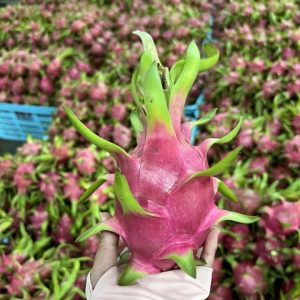 Workers sorting and grading fresh dragon fruit in a high-capacity Neuexport packing house.