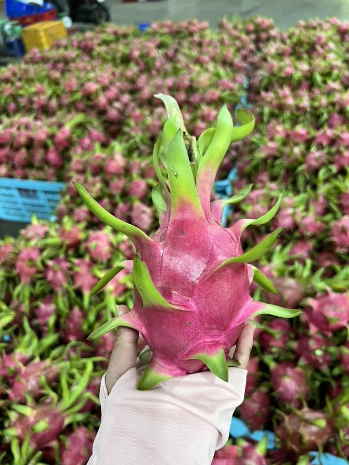Workers sorting and grading fresh dragon fruit in a high-capacity Neuexport packing house.
