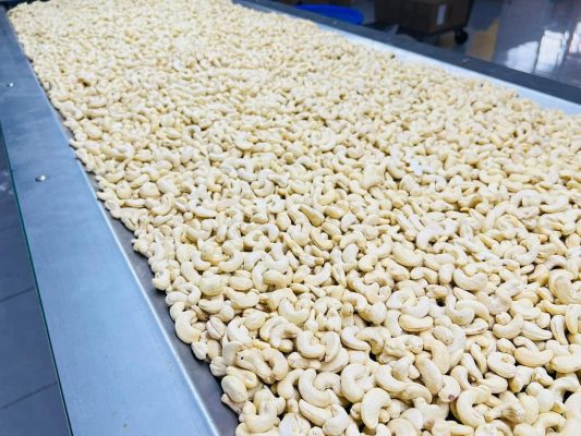 A close-up view of raw white whole cashew nuts processed in Vietnam, retaining their natural oils and robust texture prior to export packaging.
