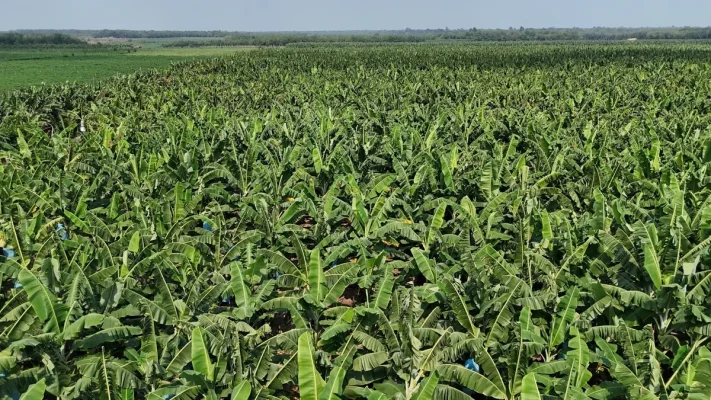 High-quality green bananas harvested from Northern Vietnam, the premium raw material for our export-grade dried fruit.