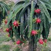 Freshly harvested premium red flesh dragon fruit by Neuexport Vietnam.