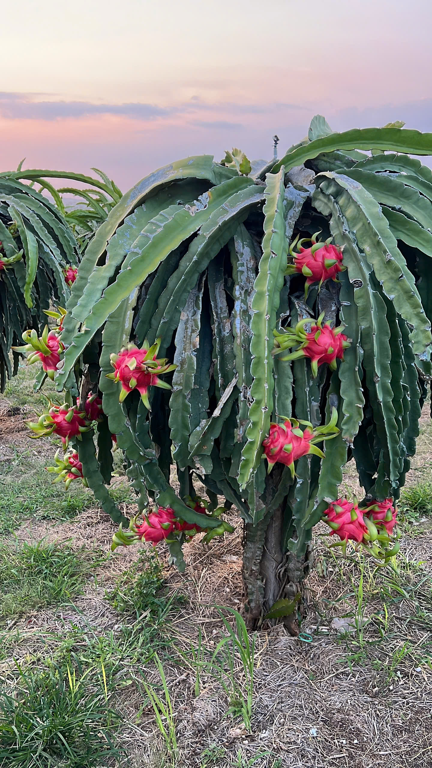 Freshly harvested premium red flesh dragon fruit by Neuexport Vietnam.