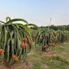 Our vast dragon fruit plantations in Southern Vietnam benefit from an ideal tropical climate, ensuring a stable, year-round harvest.