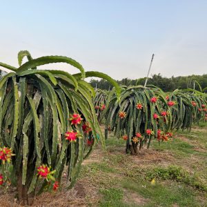 Our vast dragon fruit plantations in Southern Vietnam benefit from an ideal tropical climate, ensuring a stable, year-round harvest.