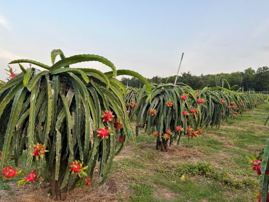 Our vast dragon fruit plantations in Southern Vietnam benefit from an ideal tropical climate, ensuring a stable, year-round harvest.