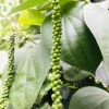A hand holding a fresh green pepper vine alongside premium dried white peppercorns in a wooden spoon.