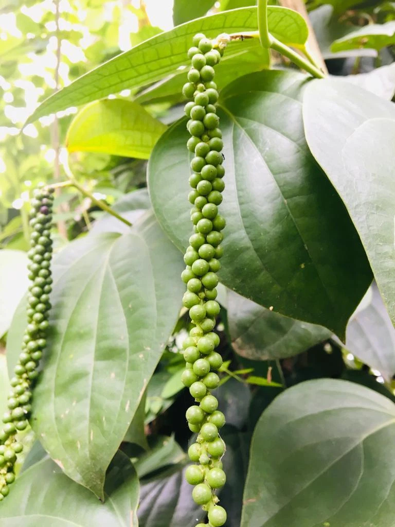 Close-up of fresh green pepper berries on the vine in a Central Highlands organic farm.